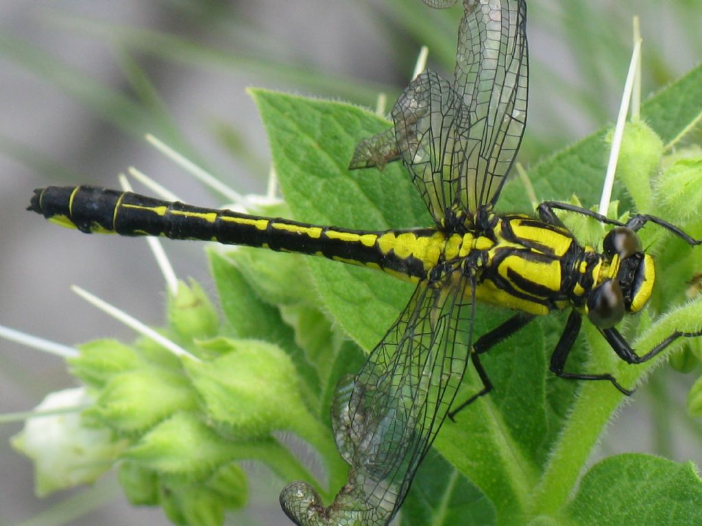 Gomphus vulgatissimus F