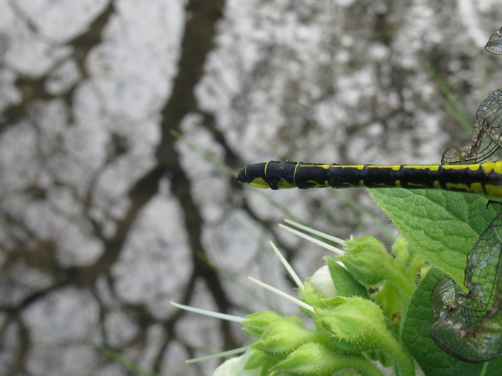 Gomphus vulgatissimus F