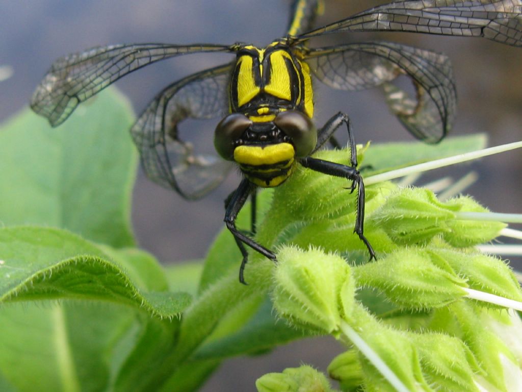 Gomphus vulgatissimus F