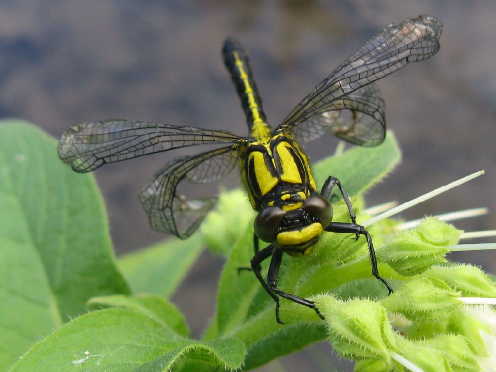 Gomphus vulgatissimus F