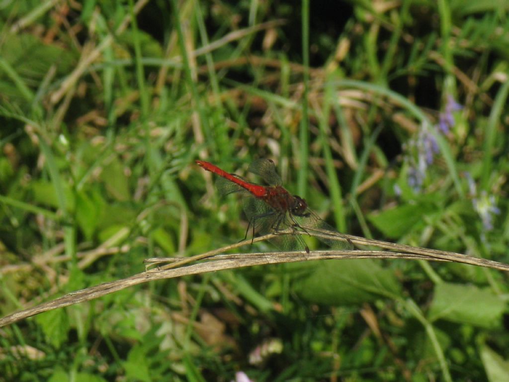 Sympetrum...? sanguineum