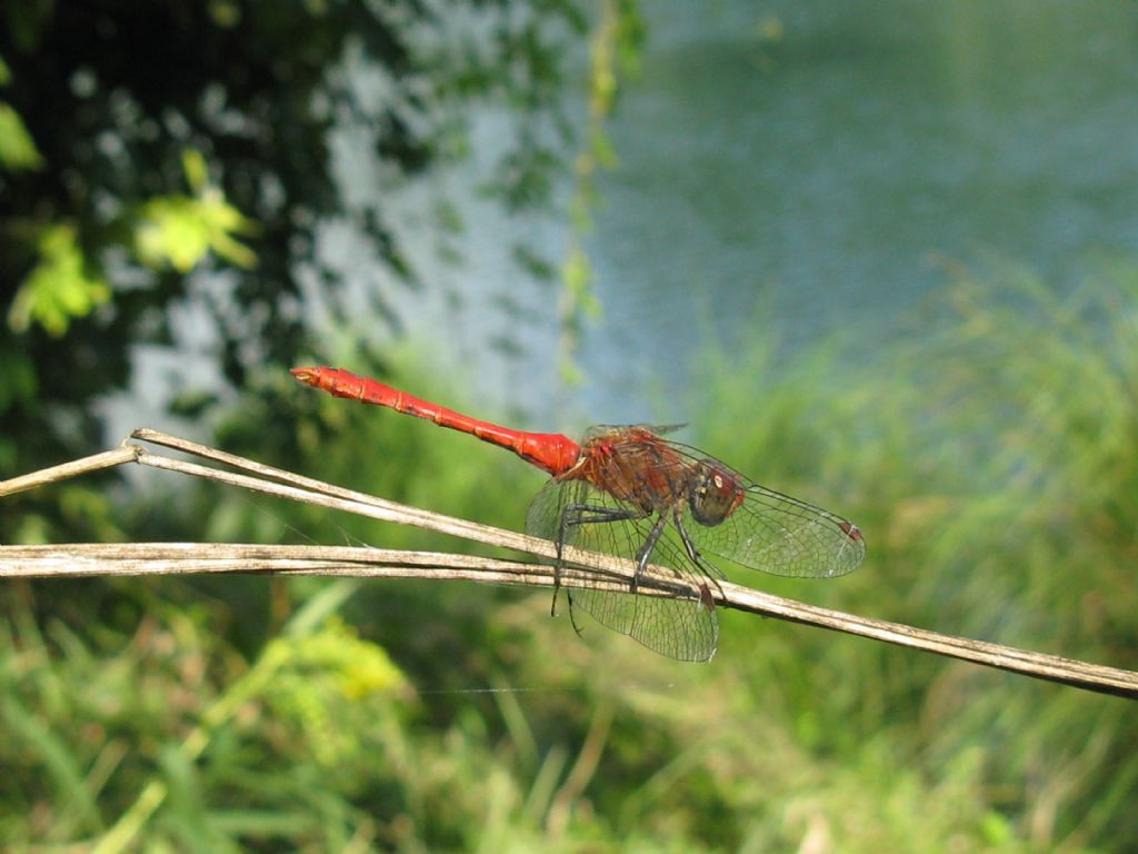 Sympetrum...? sanguineum