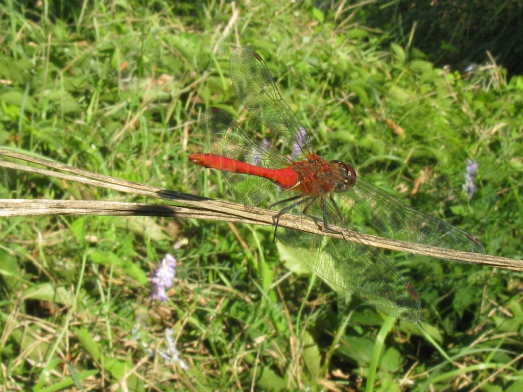 Sympetrum...? sanguineum