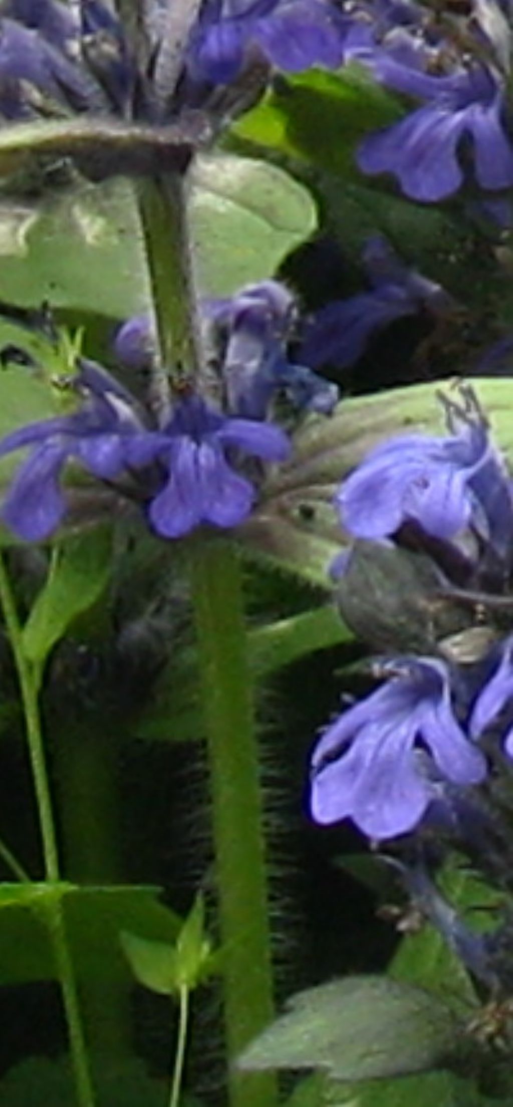 Ajuga genevensis