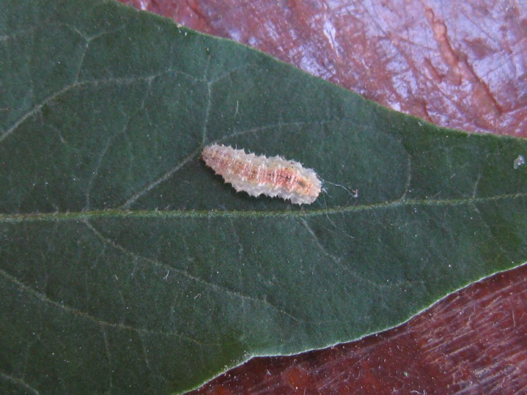 Quale bruco? larva di Sirfide s.f. Syrphinae