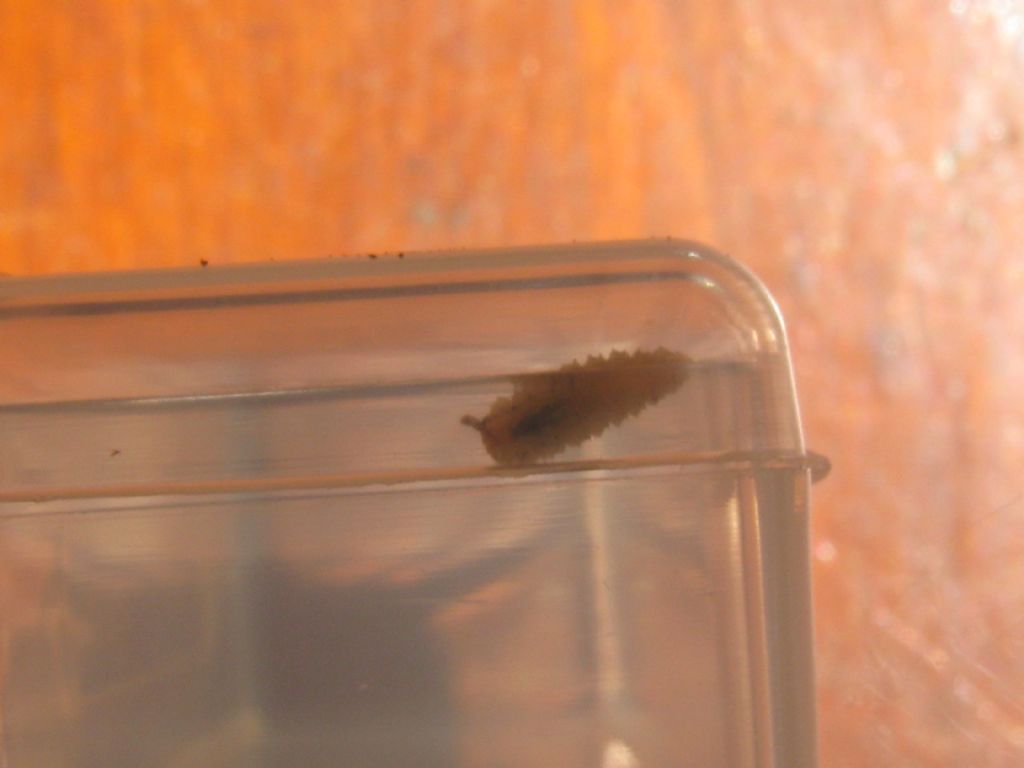 Quale bruco? larva di Sirfide s.f. Syrphinae