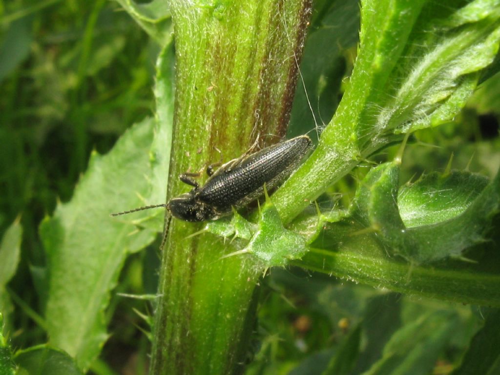 Eucnemidae: Hylis?        No, Elateridae: Melanotus sp.