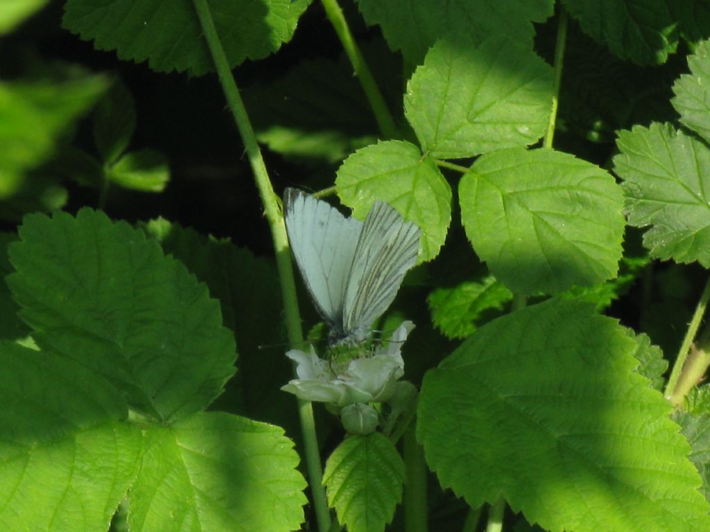 Pieris napi M?