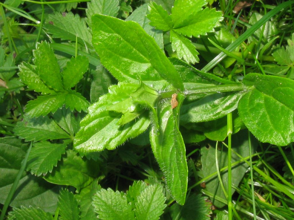 Ajuga reptans