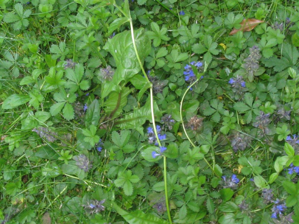 Ajuga reptans