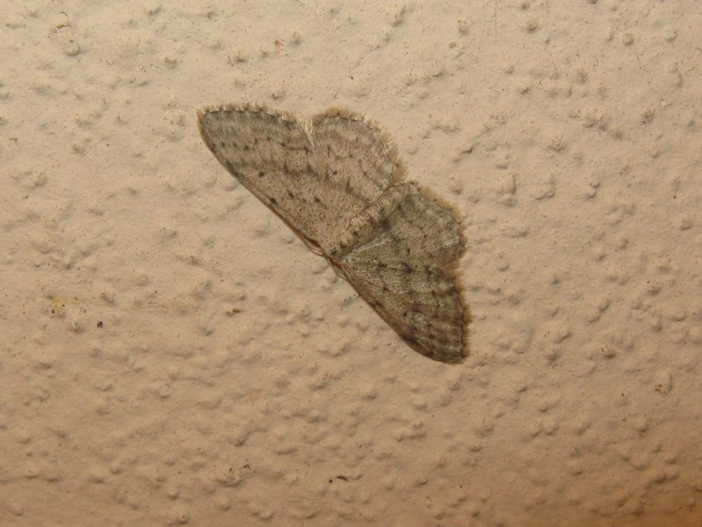 Geometridae...?  S, Idaea seriata