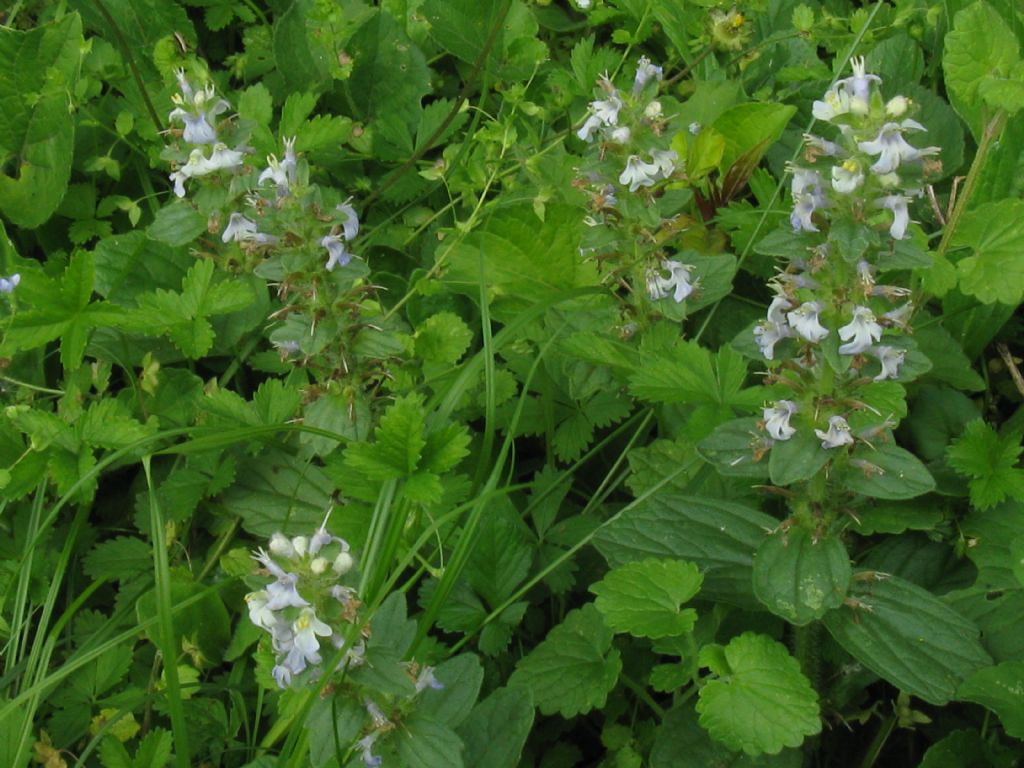 Ajuga genevensis / Iva ginevrina (a fiore bianco)