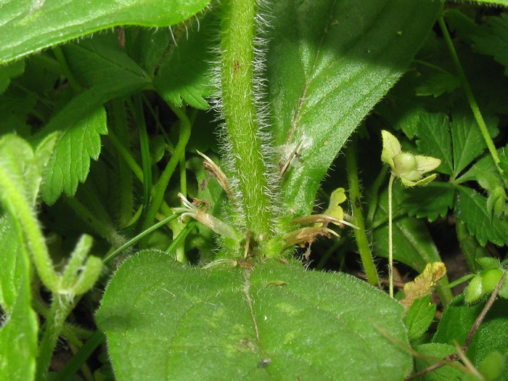 Ajuga genevensis / Iva ginevrina (a fiore bianco)