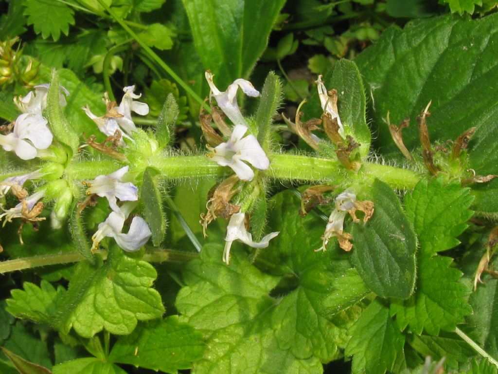 Ajuga genevensis / Iva ginevrina (a fiore bianco)