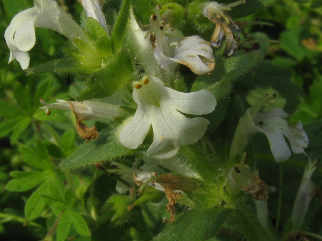 Ajuga genevensis / Iva ginevrina (a fiore bianco)