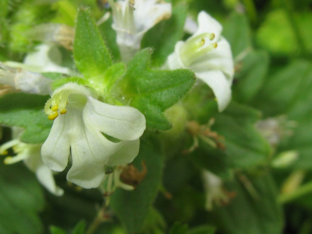 Ajuga genevensis / Iva ginevrina (a fiore bianco)