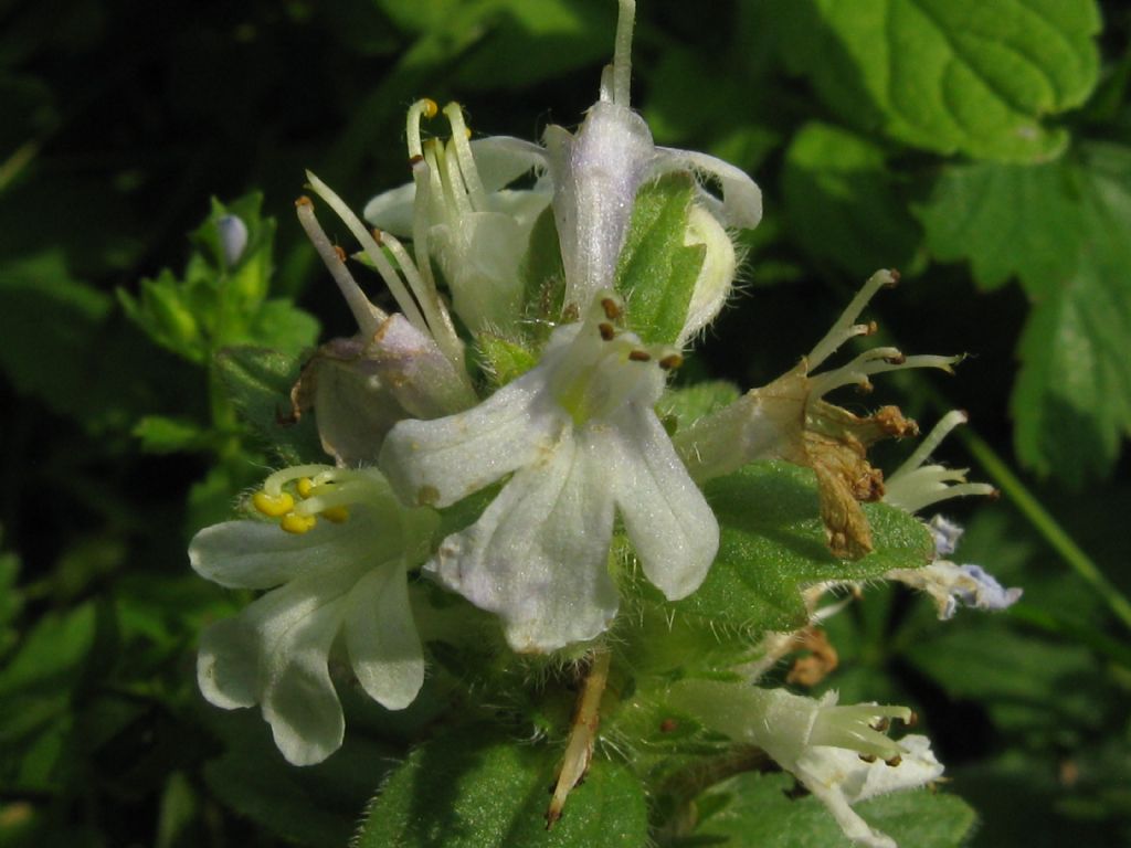 Ajuga genevensis / Iva ginevrina (a fiore bianco)