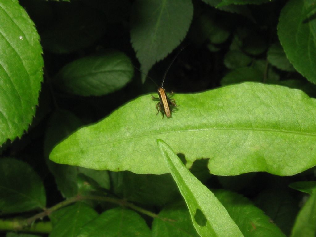 Grillidae? No, Tettigoniidae: cfr. Eupholidoptera sp., neanide