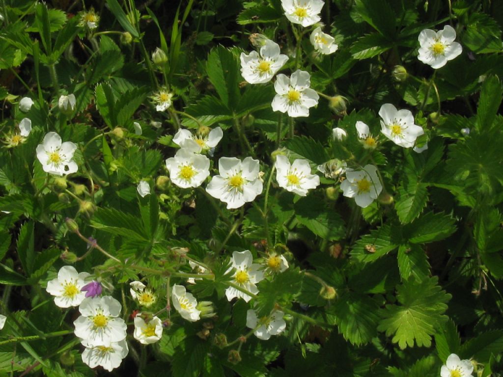 Fragaria vesca?  Fragaria viridis