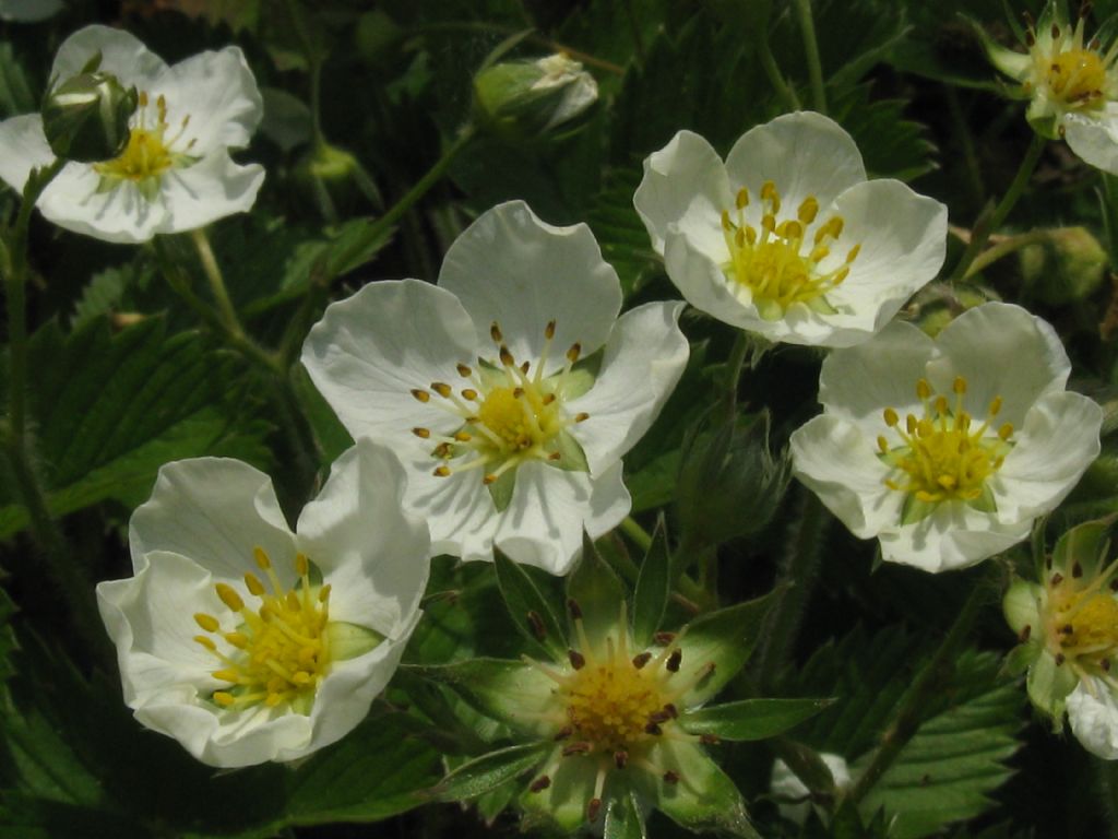 Fragaria vesca?  Fragaria viridis