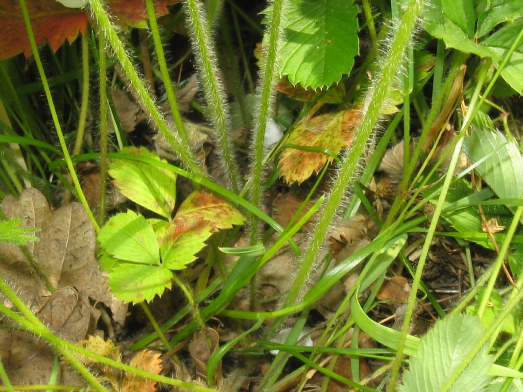 Fragaria vesca?  Fragaria viridis