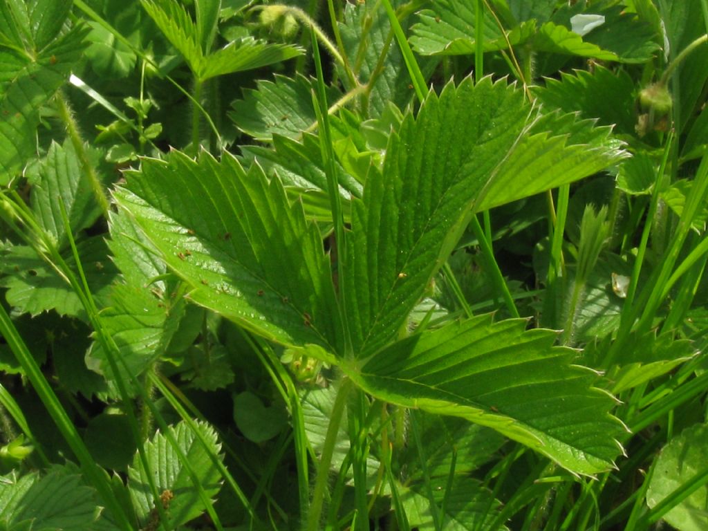 Fragaria vesca?  Fragaria viridis