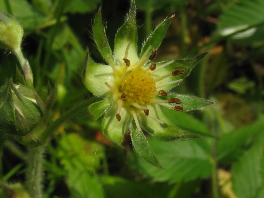 Fragaria vesca?  Fragaria viridis