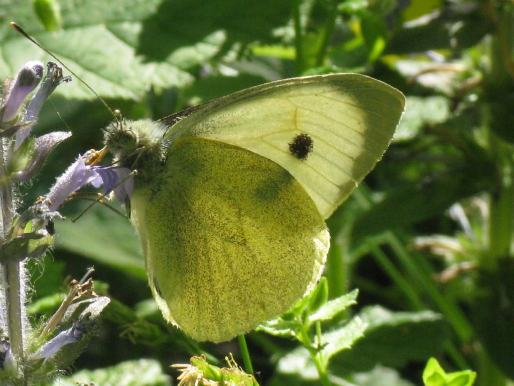 Pieris brassicae, F , Natura Mediterraneo | Forum Naturalistico