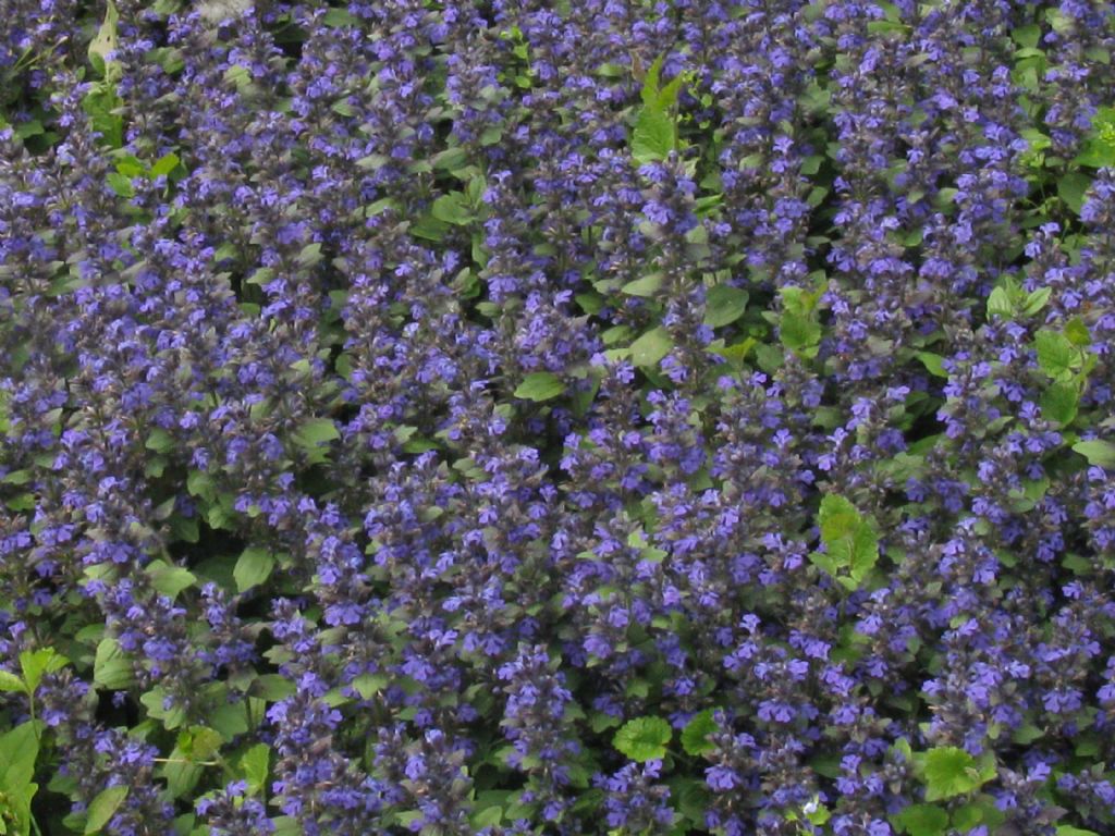 Ajuga genevensis