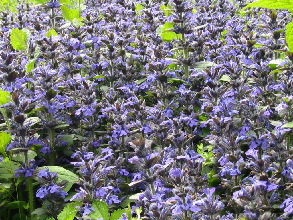 Ajuga genevensis