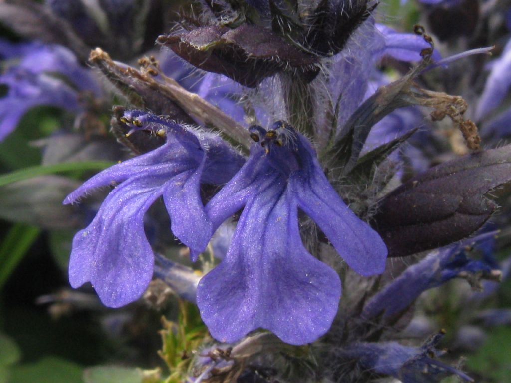 Ajuga genevensis