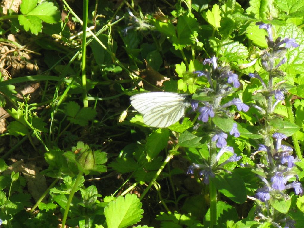 Pieris brassicae,  F