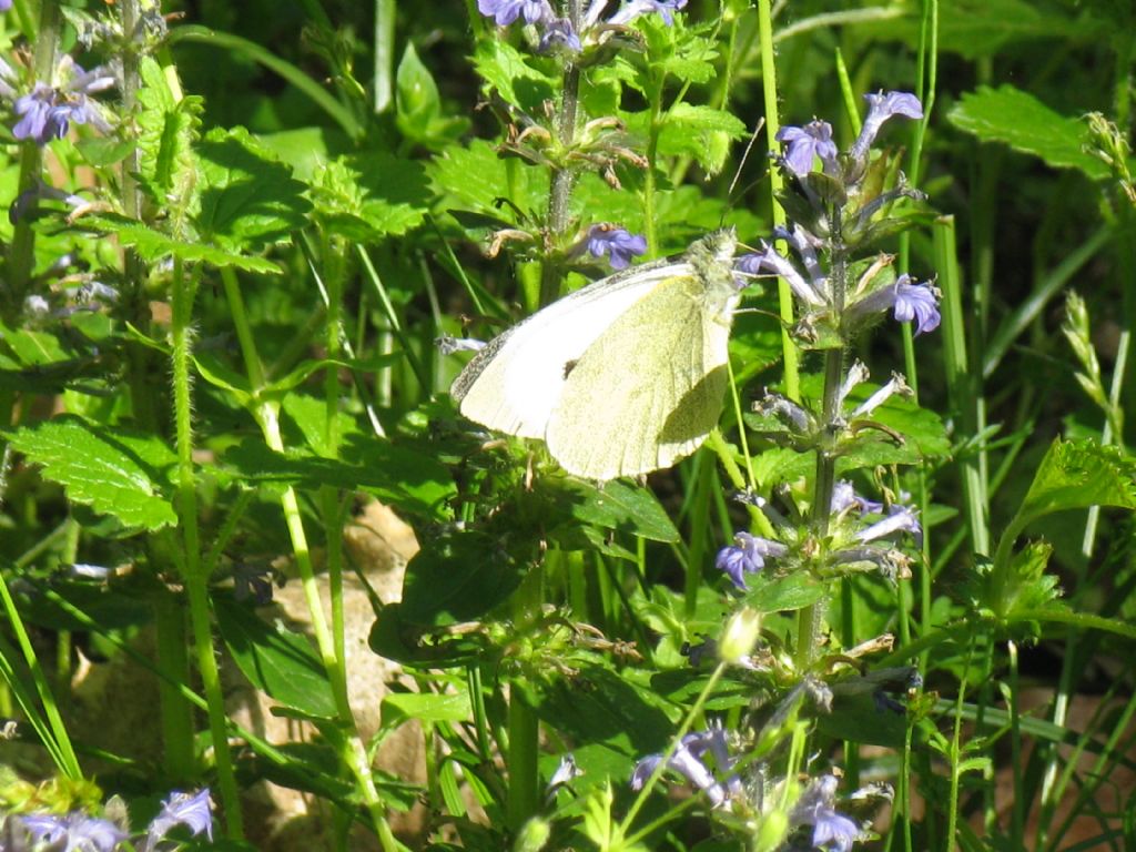 Pieris brassicae,  F