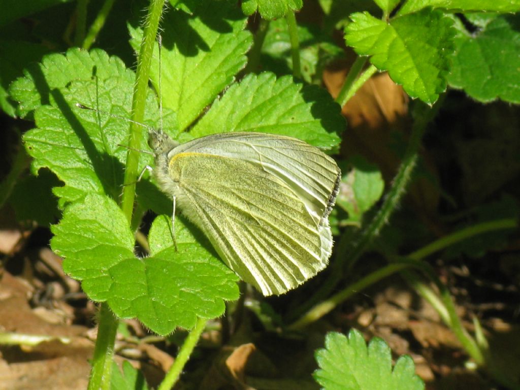 Pieris brassicae,  F