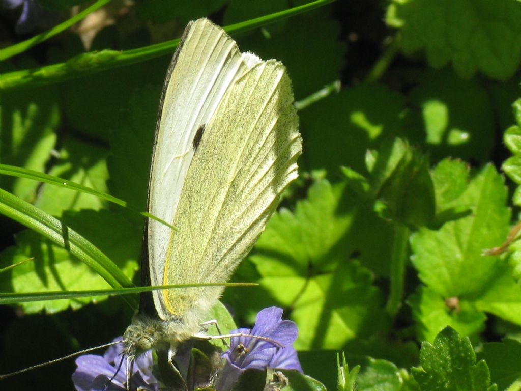 Pieris brassicae,  F