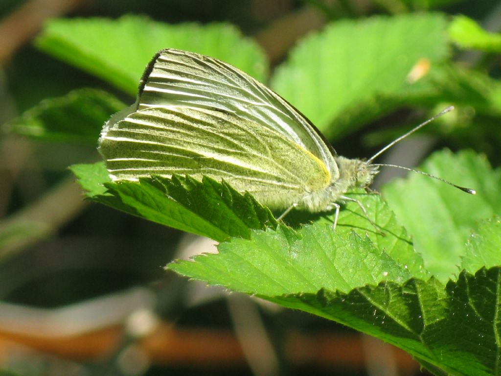 Pieris brassicae,  F