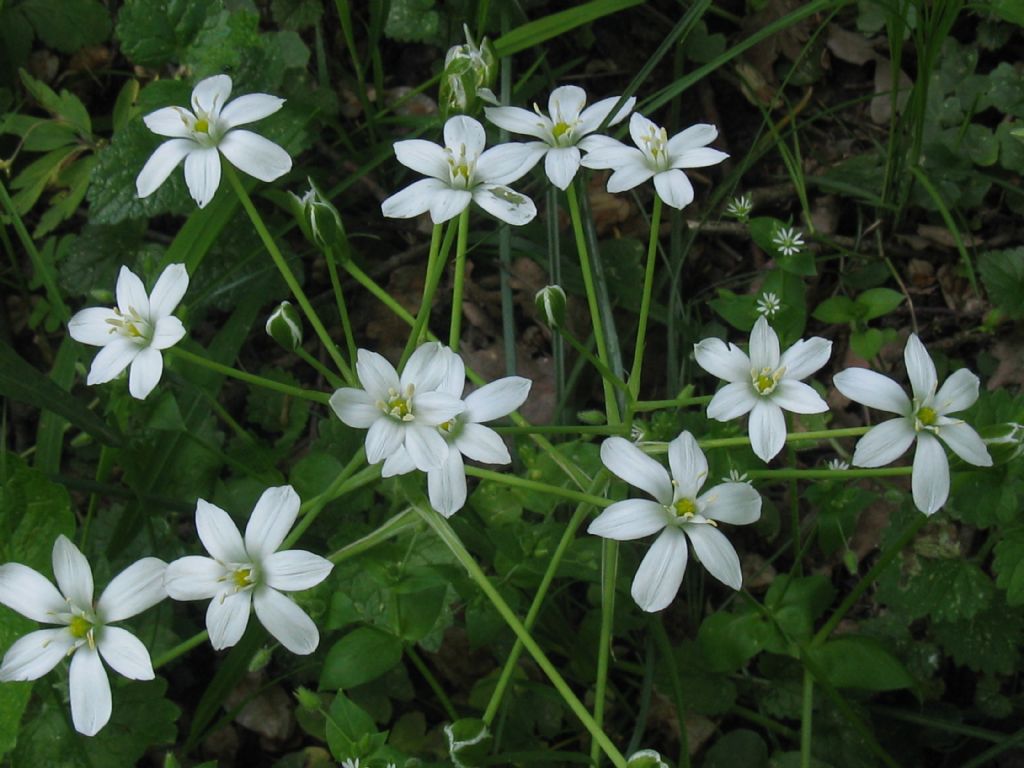 Ornithogalum umbellatum?