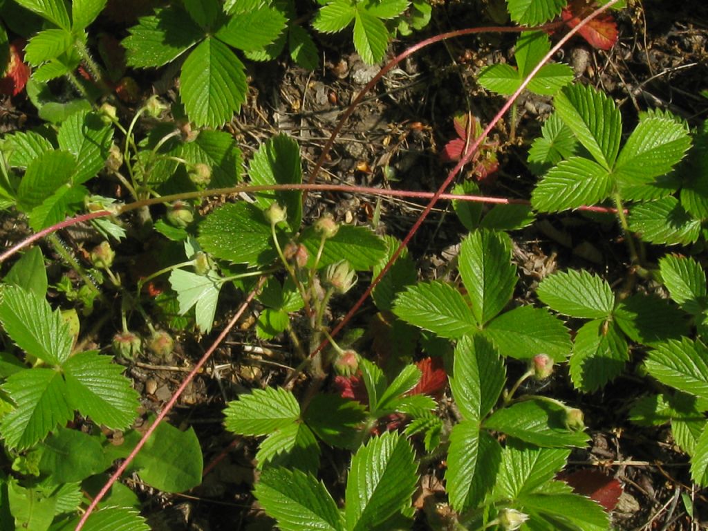 Fragaria vesca?  Fragaria viridis