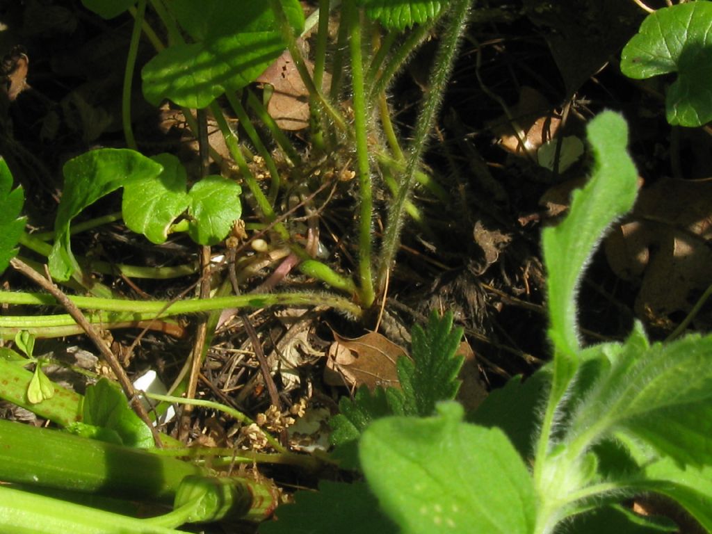 Fragaria vesca?  Fragaria viridis