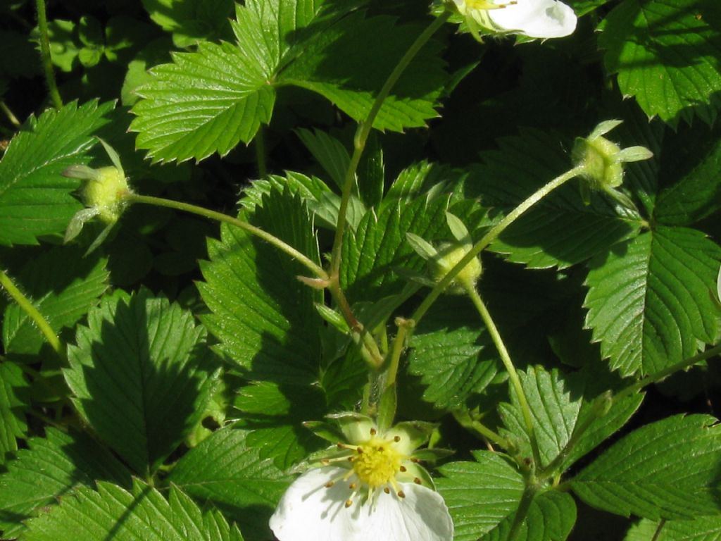 Fragaria vesca?  Fragaria viridis