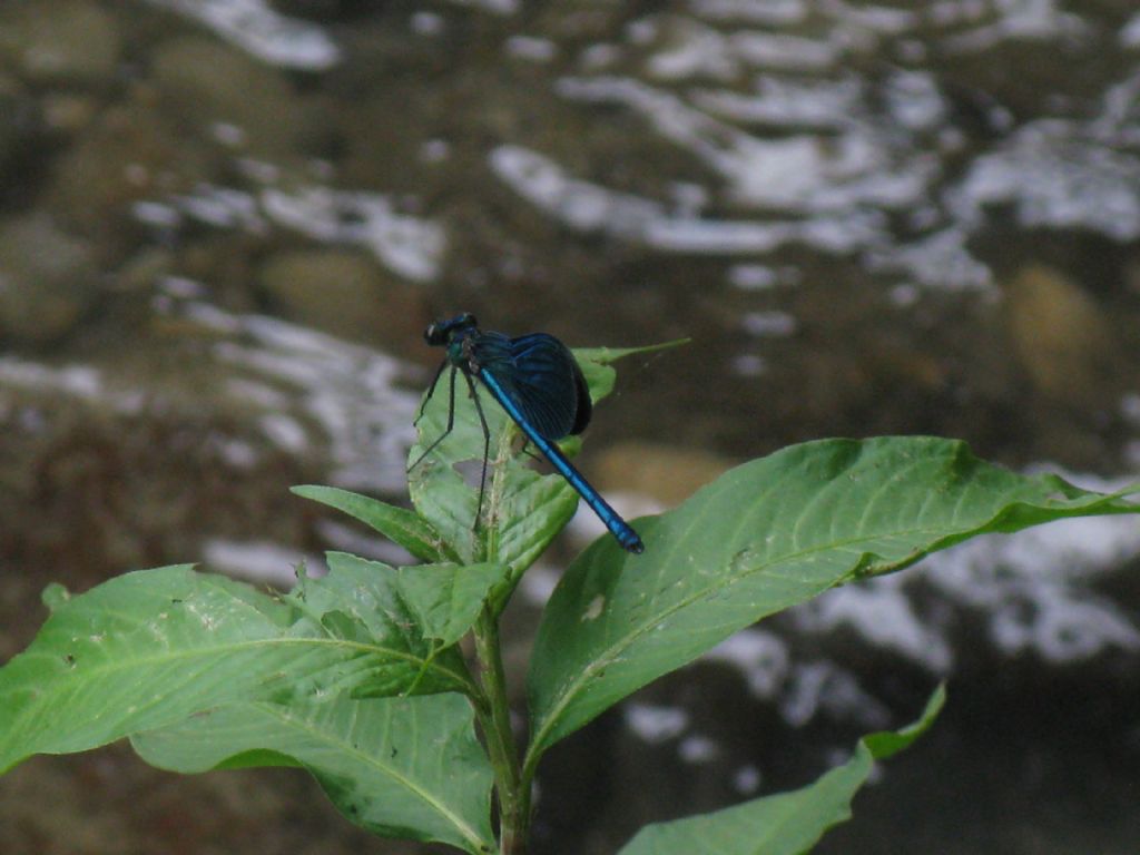 Quale Calopteryx? 1 - C. splendens