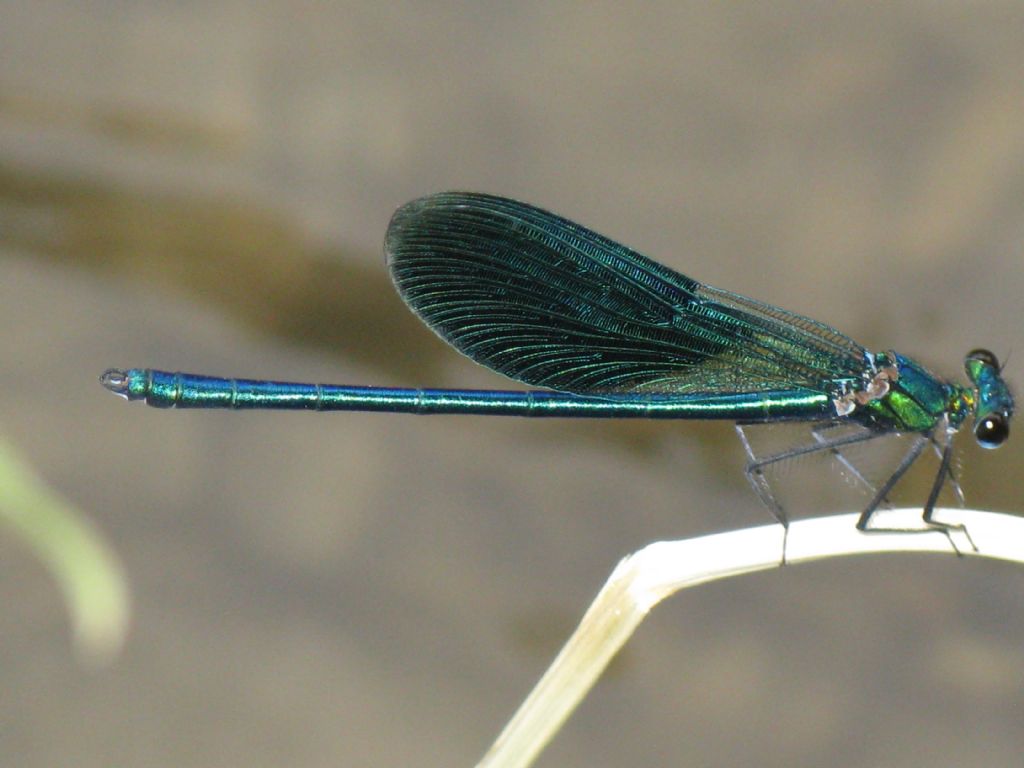 Quale Calopteryx? 1 - C. splendens