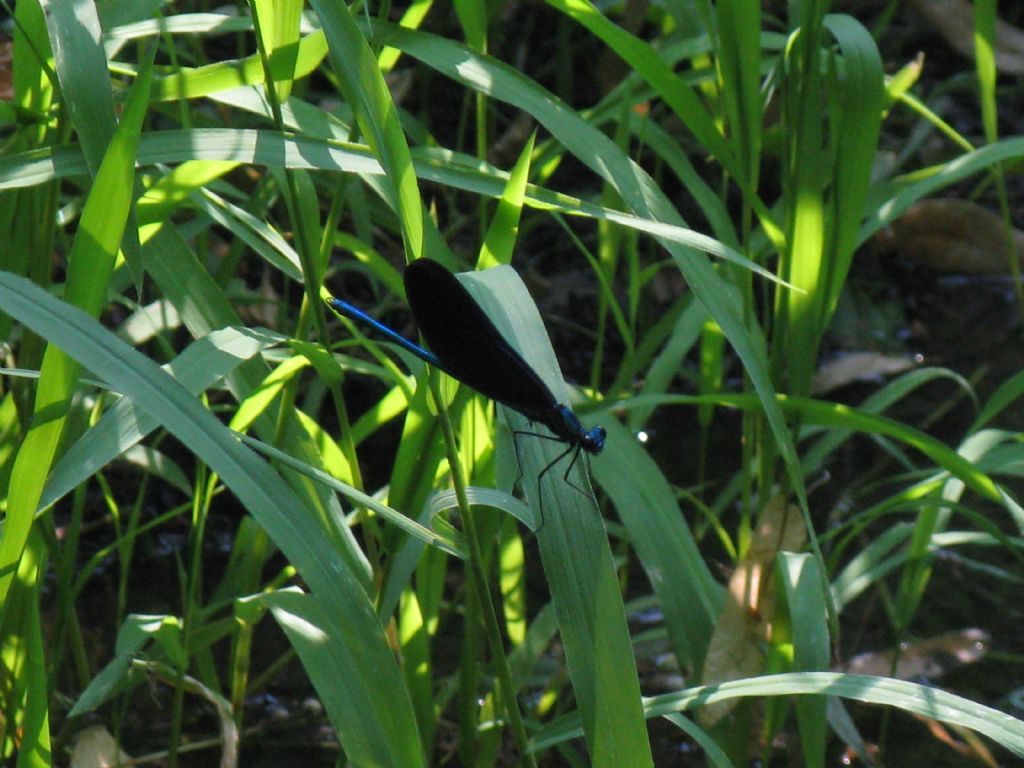 Quale Calopteryx? 2 - C. virgo e C. splendens a confronto