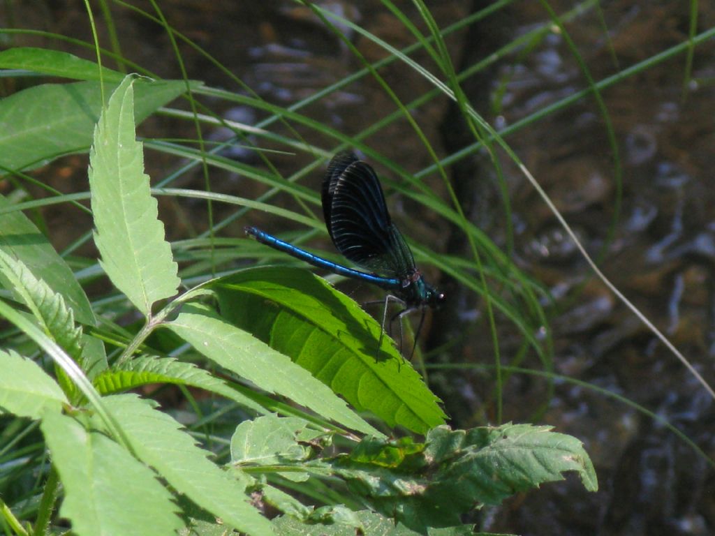 Quale Calopteryx? 2 - C. virgo e C. splendens a confronto