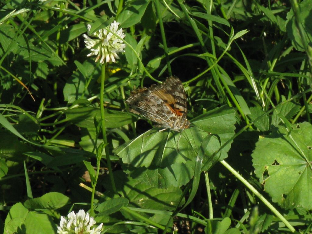 Vanessa atalanta? No, Vanessa cardui