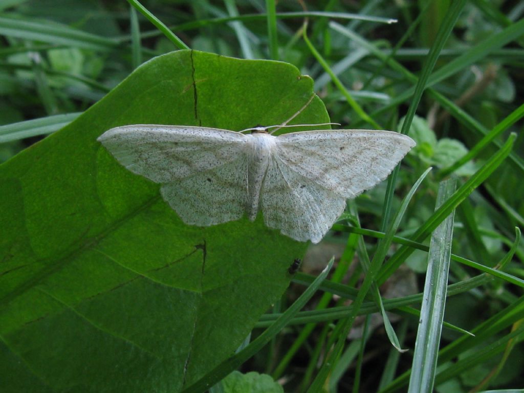 Scopula nigropunctata?  S !