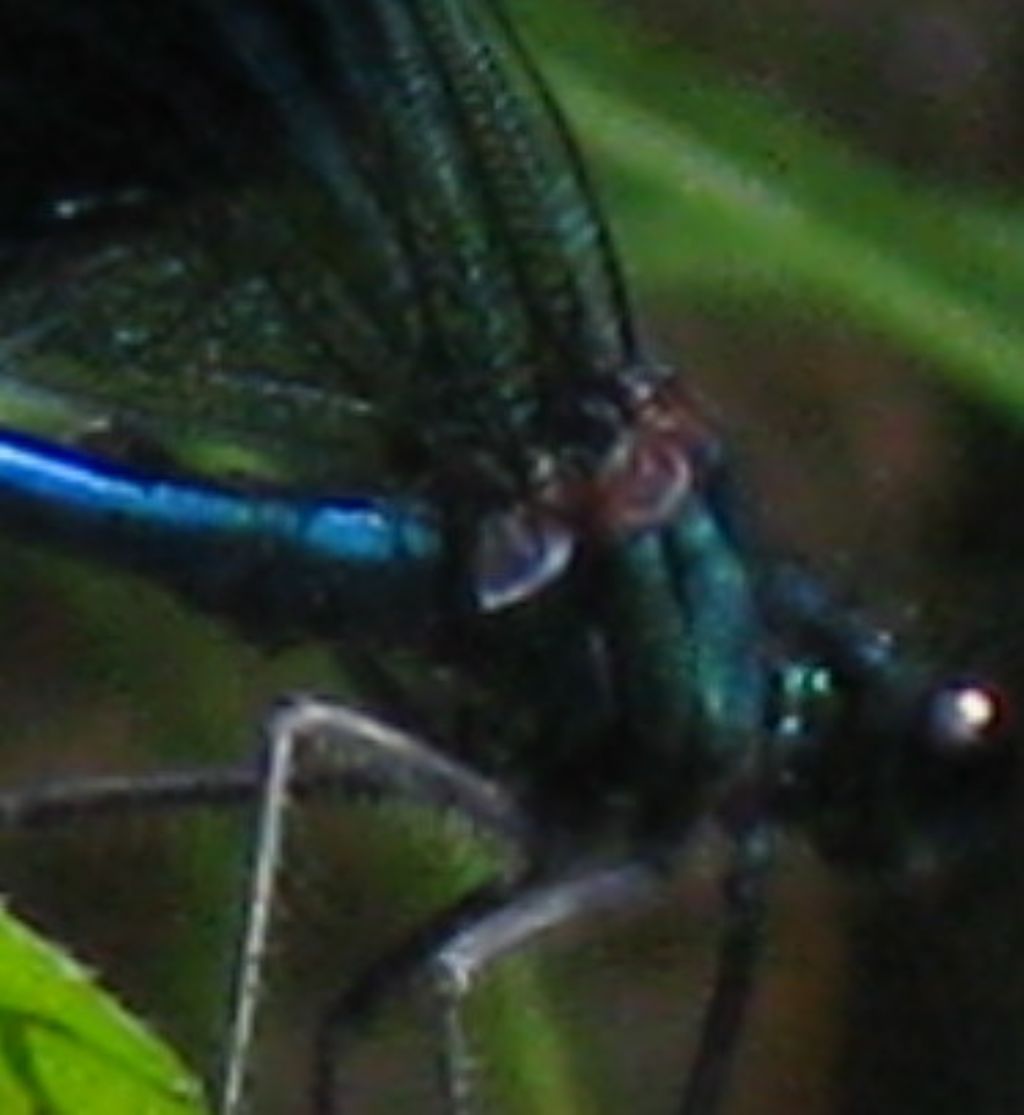 Quale Calopteryx? 2 - C. virgo e C. splendens a confronto