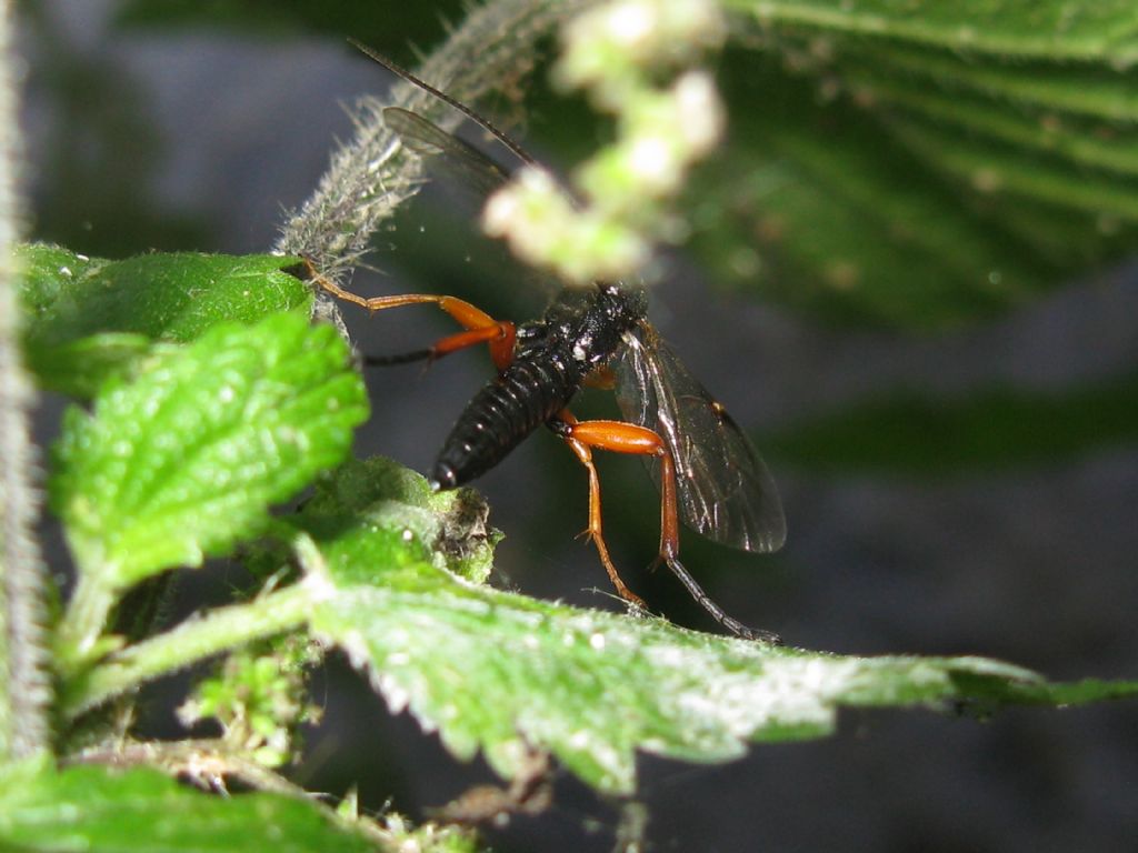 Tenthredinidae? No, maschio di Ichneumonidae