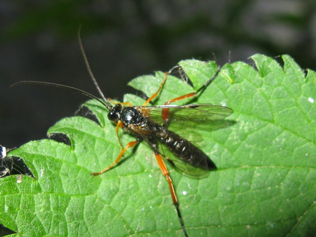 Tenthredinidae? No, maschio di Ichneumonidae