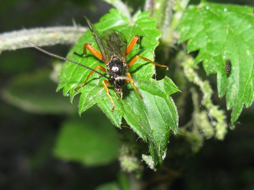 Tenthredinidae? No, maschio di Ichneumonidae